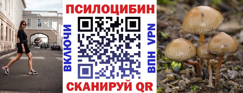 где купить наркотик  Северская  Псилоцибиновые грибы Psilocybe 
